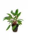 Cryptocoryne Beckettii Saksı Canlı Bitki