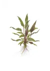 Cryptocoryne Beckettii Saksı Canlı Bitki