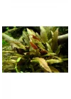 Cryptocoryne Beckettii Saksı Canlı Bitki