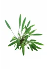Cryptocoryne Lucens Saksı Canlı Bitki