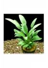 Cryptocoryne Walkeri Saksı Canlı Bitki