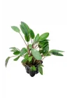 Cryptocoryne Willisii Saksı Canlı Bitki