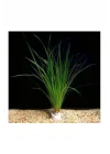 Cyperus Juncus Saksı Canlı Bitki