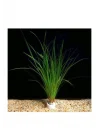 Cyperus Juncus Saksı Canlı Bitki