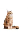 Dıgest Sensıtıve Kedi Yaş Mama 12X85Gr