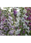 Digitalis Çiçeği Tohumu
