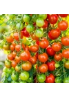 Doğal Cherry Domates Tohumu