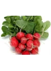 Doğal Cherry Turp Tohumu