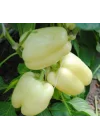 DOLMALIK BİBER BEYAZ (ÇOKLU TOHUM) - 3 Gram