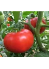 DOMATES TANE SALKIM (ÇOKLU TOHUM) 2274-3 Gram