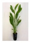 Echinodorus Argentinensis Saksı Canlı Bitki P056