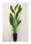 Echinodorus Argentinensis Saksı Canlı Bitki P056