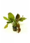 Echinodorus Fancy Twist Saksı Canlı Bitki