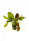 Echinodorus Fancy Twist Saksı Canlı Bitki