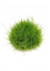 Eleocharis Parvulus In Vitro 200cc- Canlı Bitki