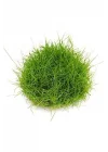 Eleocharis Parvulus In Vitro 200cc- Canlı Bitki