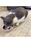 Ethical 5 İnç Kedi veya Sürüngen Seramik Tabak