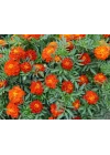 Fransız Kadife Çiçeği (+25 Tohum) - Akgen