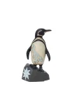 Galapagos Penguen