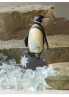 Galapagos Penguen