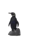 Galapagos Penguen