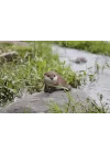 Gift Ltd 87991-A Otter Öne Eğilen Heykelcik, 18,8 cm Uzunluk