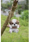 Gift Ltd. Asma Shih Tzu Yavru Köpek