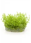 Gratiola Viscidula In Vitro Cup Canlı Bitki