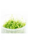 Gratiola Viscidula In Vitro Cup Canlı Bitki
