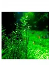 Gratiola Viscidula In Vitro Cup Canlı Bitki
