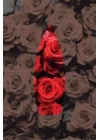 Gül Kokulu Geri Akış Tütsüsü konik Tütsü Rose Backflow Incense Cones 10 Adet