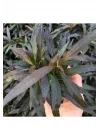 Hygrophila Angustifolia Rubra Saksı Canlı Bitki