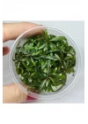 Hygrophila Araguaia In Vitro Canlı Bitki