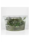 Hygrophila Araguaia In Vitro Canlı Bitki