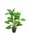 Hygrophila Corymbosa - Limon Saksı Canlı Bitki TR-413155