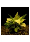 Hygrophila Corymbosa - Limon Saksı Canlı Bitki TR-413155