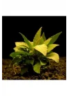 Hygrophila Corymbosa - Limon Saksı Canlı Bitki TR-413155
