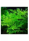 Hygrophila Difformis 4-6 Kök Canlı Bitki