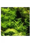 Hygrophila Difformis 4-6 Kök Canlı Bitki