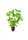 Hygrophila Difformis 4-6 Kök Canlı Bitki