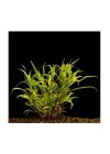 Hygrophila Lacustris Saksı Canlı Bitki