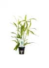 Hygrophila Salicifolia Saksı Canlı Bitki