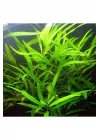 Hygrophila Salicifolia Saksı Canlı Bitki