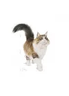 İnstinctive Jelly Yetişkin Kedi Konserve 85 Gr
