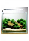 İthal Bitki Marimo Moss Ball 2-3cm Yosun Topu Canlı Bitki Kopy1-951512