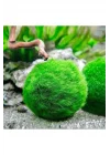 İthal Bitki Marimo Moss Ball 2-3cm Yosun Topu Canlı Bitki Kopy1-951512