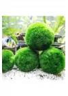 İthal Bitki Marimo Moss Ball 2-3cm Yosun Topu Canlı Bitki Kopy1-951512
