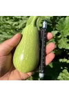KABAK DOLMALIK (ÇOKLU TOHUM) - 10 Gram