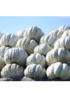 KABAK KIŞ (ÇOKLU TOHUM) - 10 Gram