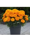 Kadife Çiçeği (Marigold Büyük Çiçek) Turuncu Renkli - 10 Tohum